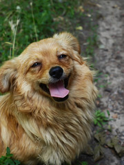 Fototapeta premium Happy Dog with Tongue Out and Head Tilt