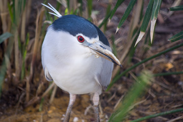 nankeen night heron