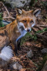 Fototapeta premium Portrait of a fox in the forest
