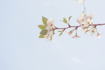 close up fluffy sakura flowers over clear sky with empty space for background, filtered tones