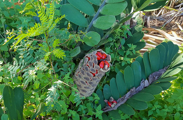 Florida cardboard palm tree with red berries in pod