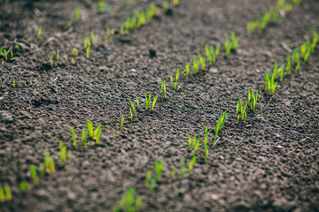 Wheat germ. Spring wheat seedlings.