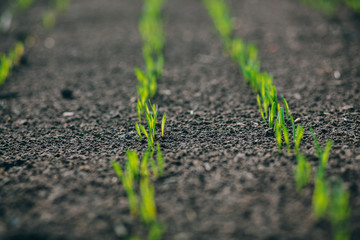 Wheat germ. Spring wheat seedlings.