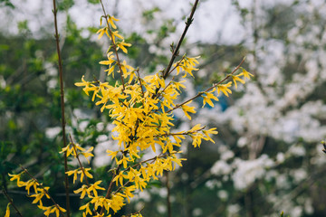 Blooming yellow forsythia flowers. Spring floral background. Closeup.