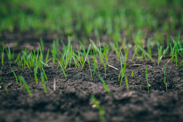 Wheat germ. Spring wheat seedlings.