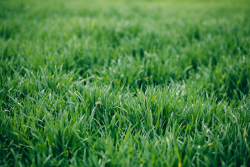 Wheat germ. Spring wheat seedlings.