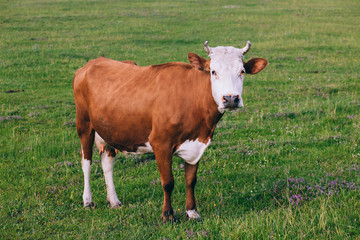 Fototapeta na wymiar Cow portrait