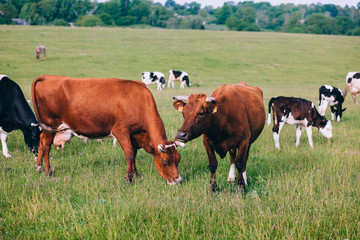 Fototapeta na wymiar Cows Grazing On A Green Field