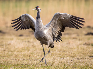 Fototapeta premium Crane in the wild