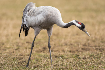 Crane in the wild