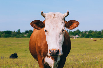 Obraz premium Cow portrait