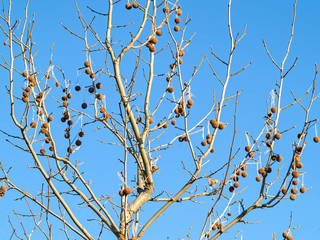 Acer pseudoplatanus - Sycamore on wintertime