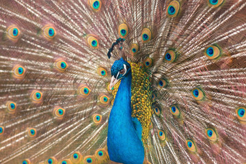 Obraz premium Peacock demonstrating a spread tail