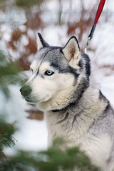 The portrait of a grey Siberian Husky dog with different eyes sitting outdoors in winter