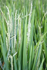 Fototapeta na wymiar rice paddies