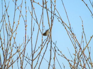 Phylloscopus trochilus - Bird perching on a tree on wintertime