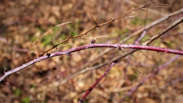 Jagged Thorn bush in the wilderness.  A good filler shot for any forest scene