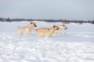 Labrador Retrievers playing on white snow