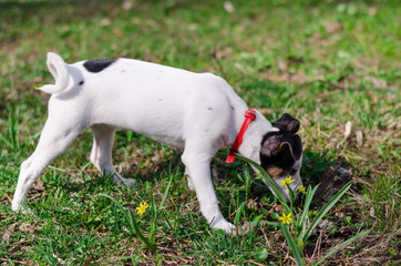 A little puppy Jack Russell terrier is smelling the grass in the park with red dog-collar