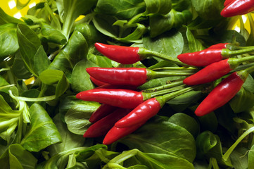 Valerianella locusta Corn salad Valeriana  Roszponka warzywna Gewöhnlicher Feldsalat Canónigo Полевой салат Mâche 萵苣纈草 Vårklynne ノヂシャ 