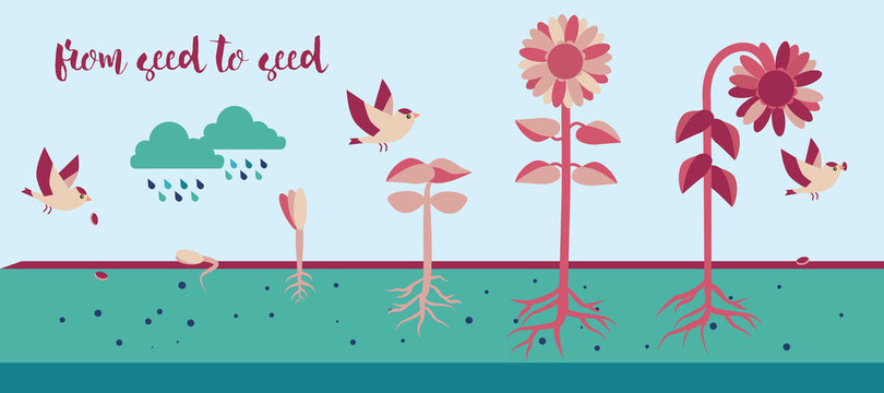 From seed to seed plant growth proccess