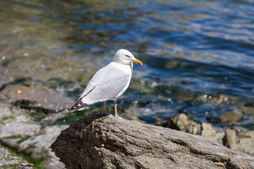 Seagull portrait standing on the rock with shells and the sea shore in the background