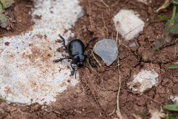 Bloody-nosed beetle (Timarcha tenebricosa) on the ground.