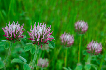 White-topped clover, Trifolium variegatum, in nature in California