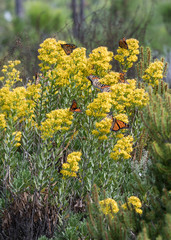 Obraz premium Monarch Butterflies Hover Around Goldenrod