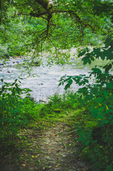 Fototapeta na wymiar River Through the Trees