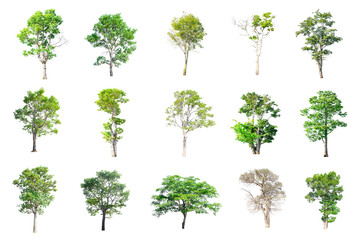 Naklejka premium Isolated Trees on white background , The collection of trees.