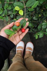 Miracle fruit tree on hand