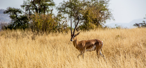 Male Grant's Gazelle in the African Savannah surrounded by a field of dry grass