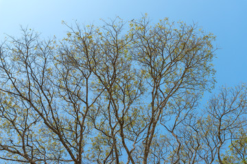 Branches and blue sky