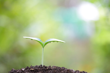 Plant