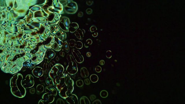 Video Background 1412: Abstract organic microbe macro (Loop).