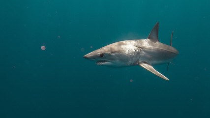 Naklejka premium Mako Sharks of Cabo San Lucas