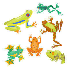 Frog cartoon tropical animal cartoon nature icon funny and isolated mascot character wild funny forest toad amphibian vector illustration.