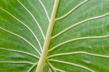 Tropical leaves background, pattern, macro green