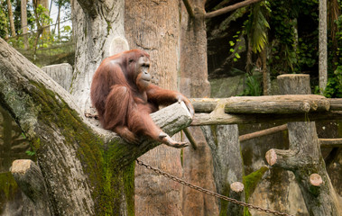 Portrait female orangutan with begging pose .