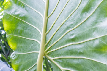 Tropical leaves background, pattern, macro green