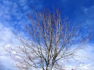 Tree branches with early spring sky