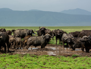 Herd of African Cape Buffalo in the mud pool