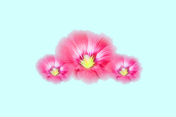 pink Hollyhocks flowers on pastel background.(Soft focus ) 