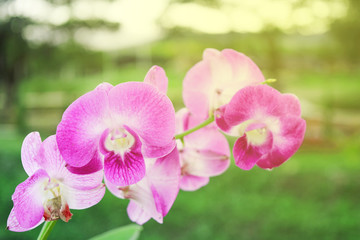 Orchid flower and green leaves background with sunlight in garden. Orchid is considered the queen of flower in Thailand.