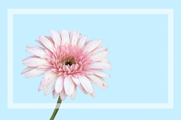 Close Up Gerbera Daisy isolated on blue background,pastel tone with white frame ,sweet background for love in valentine's day and woman's day,copy space for text