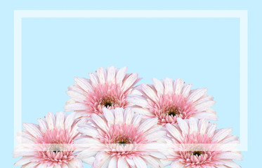 Close Up Gerbera Daisy isolated on blue background,pastel tone with white frame ,sweet background for love in valentine's day and woman's day,copy space for text