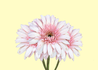 Close Up Gerbera Daisy isolated on yellow background,pastel tone