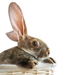 Rabbit in Wattled Basket Isolated White Background
