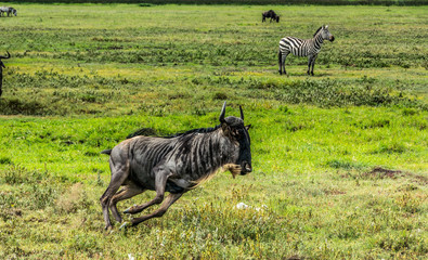 Close up of a Wildebeest running in the African Savannah